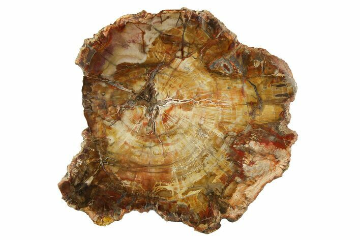 Colorful, Petrified Wood (Araucaria) Slab - Madagascar #274690